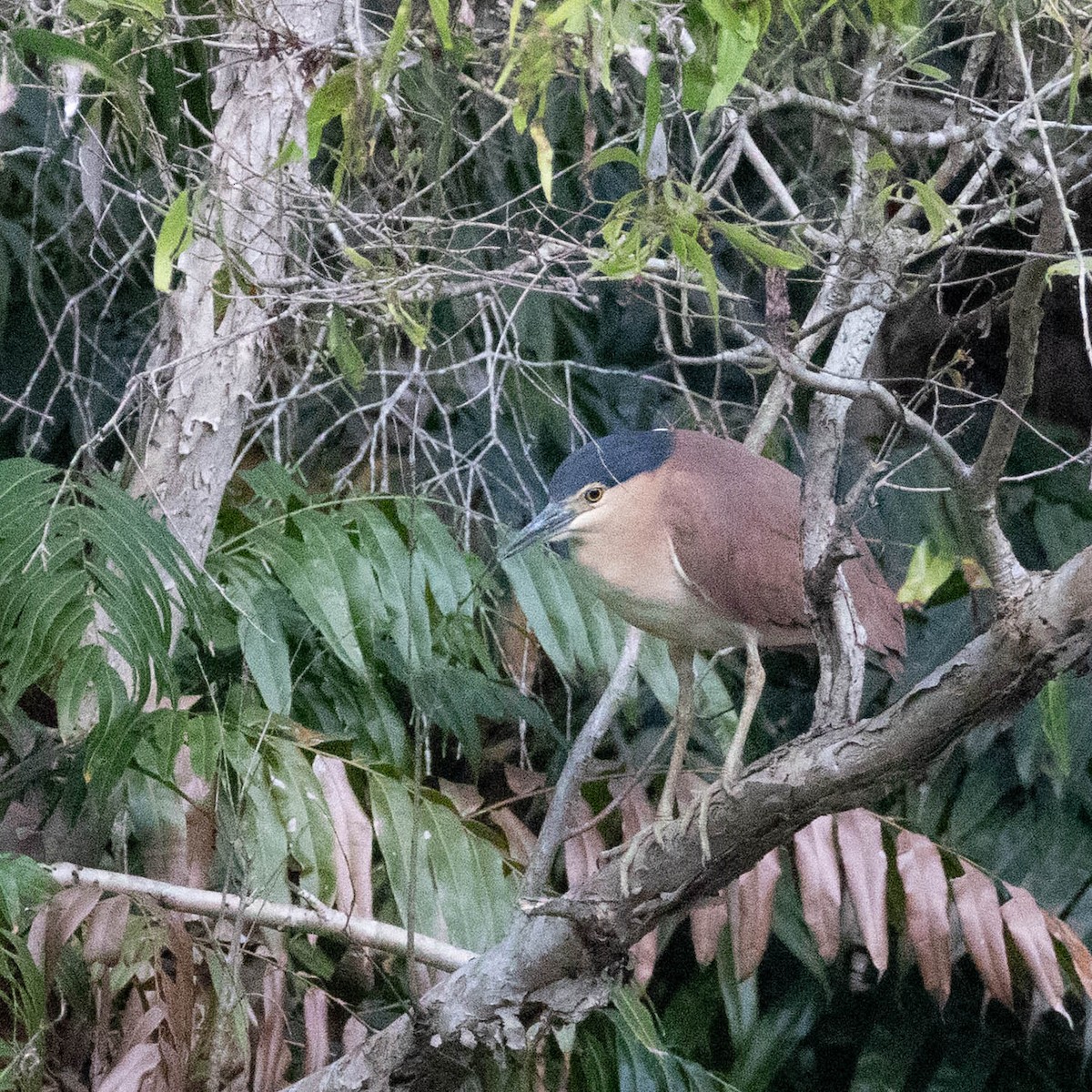 Nankeen Night Heron - ML645884523