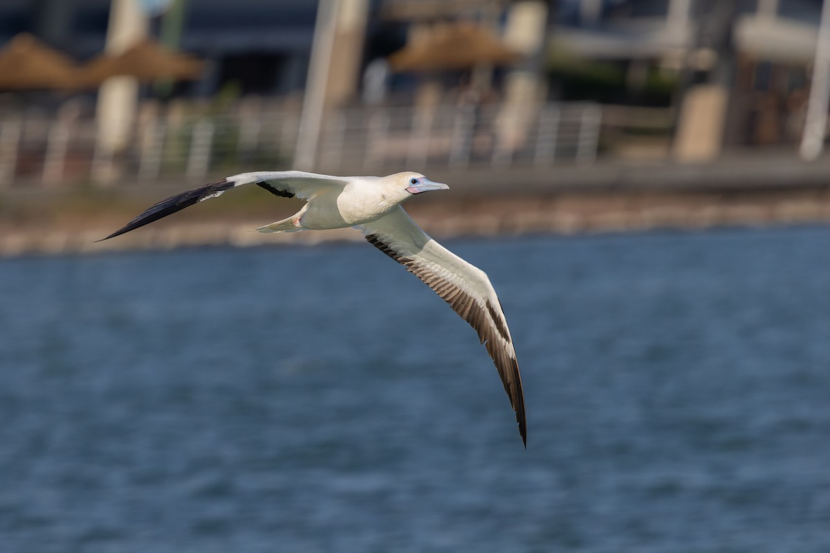 Rotfußtölpel - ML645884524