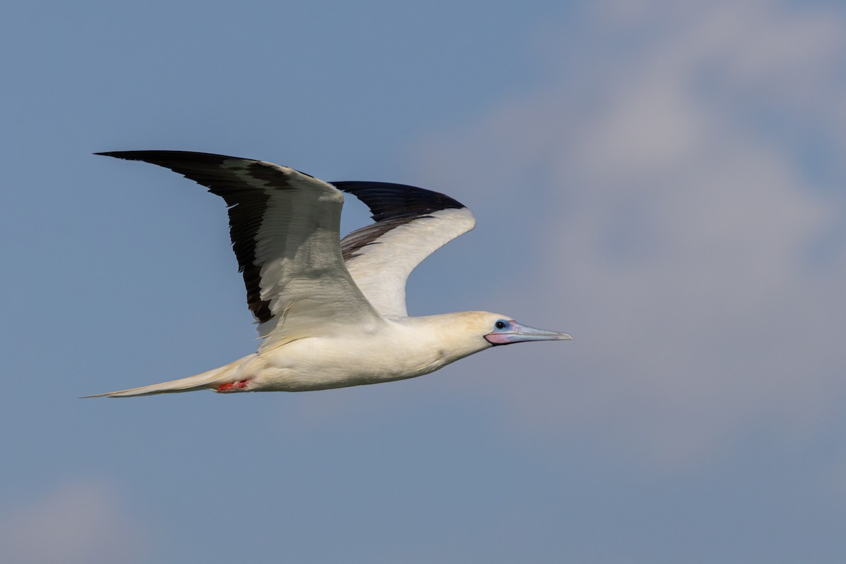 Rotfußtölpel - ML645884525