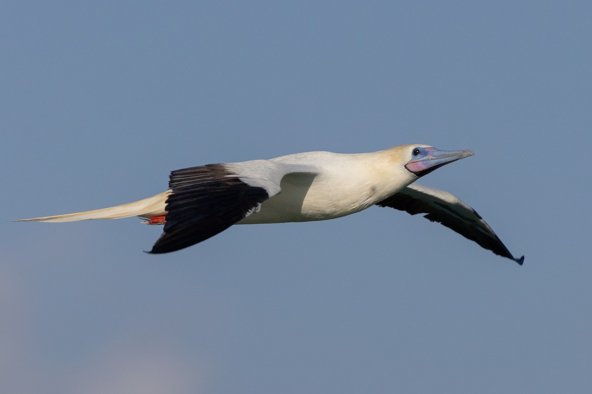 Rotfußtölpel - ML645884526