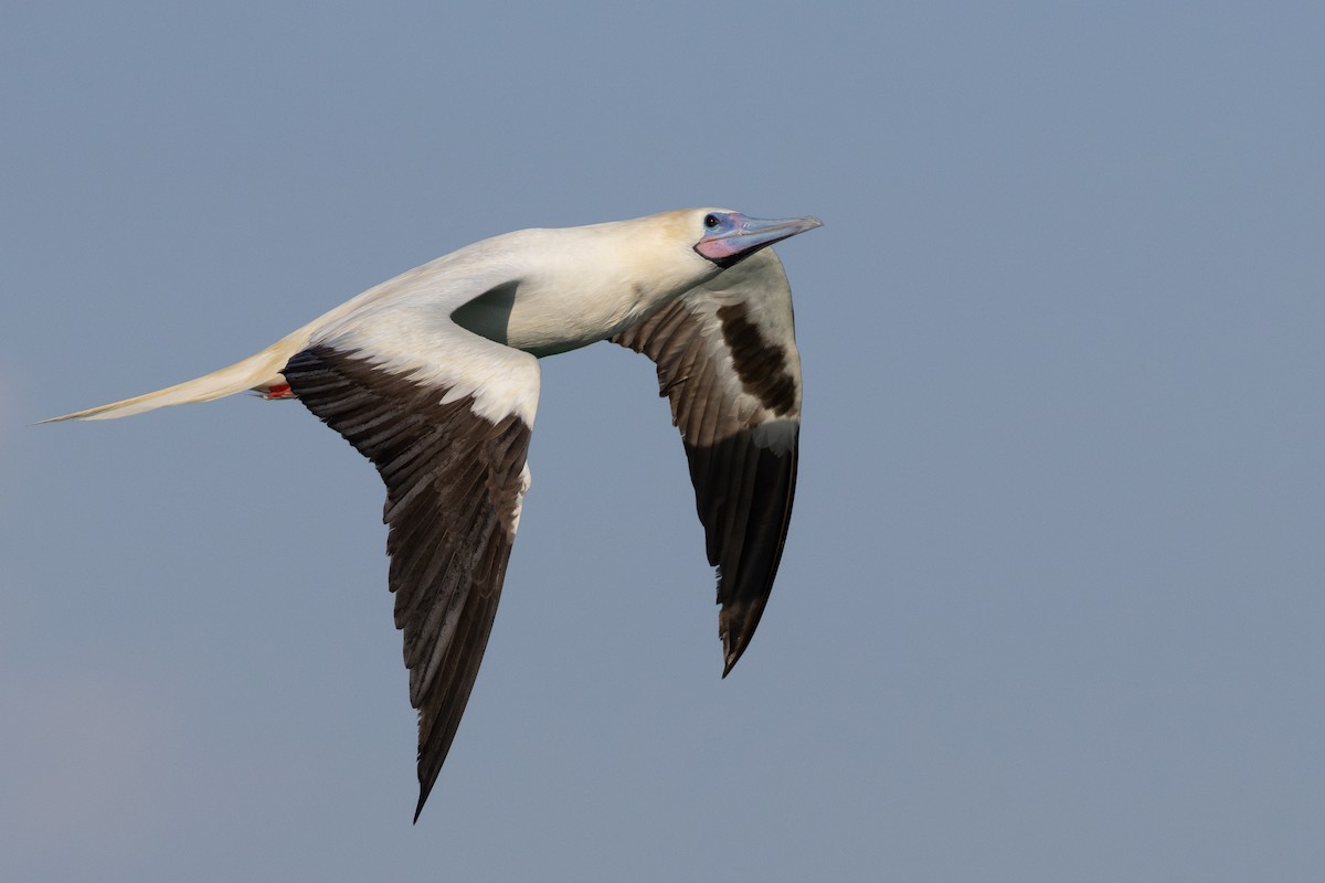 Rotfußtölpel - ML645884528