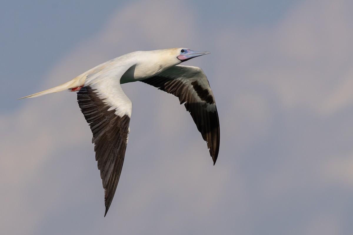 Rotfußtölpel - ML645884529