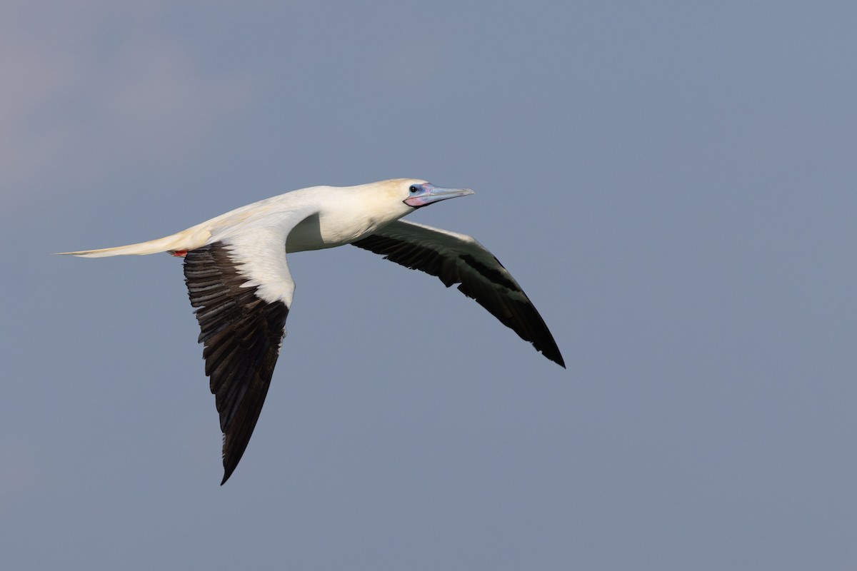 Rotfußtölpel - ML645884530