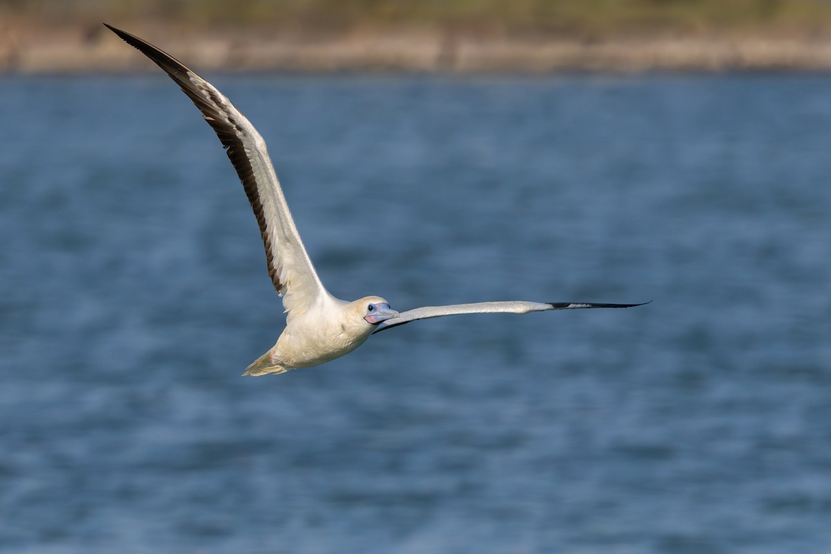 Rotfußtölpel - ML645884531