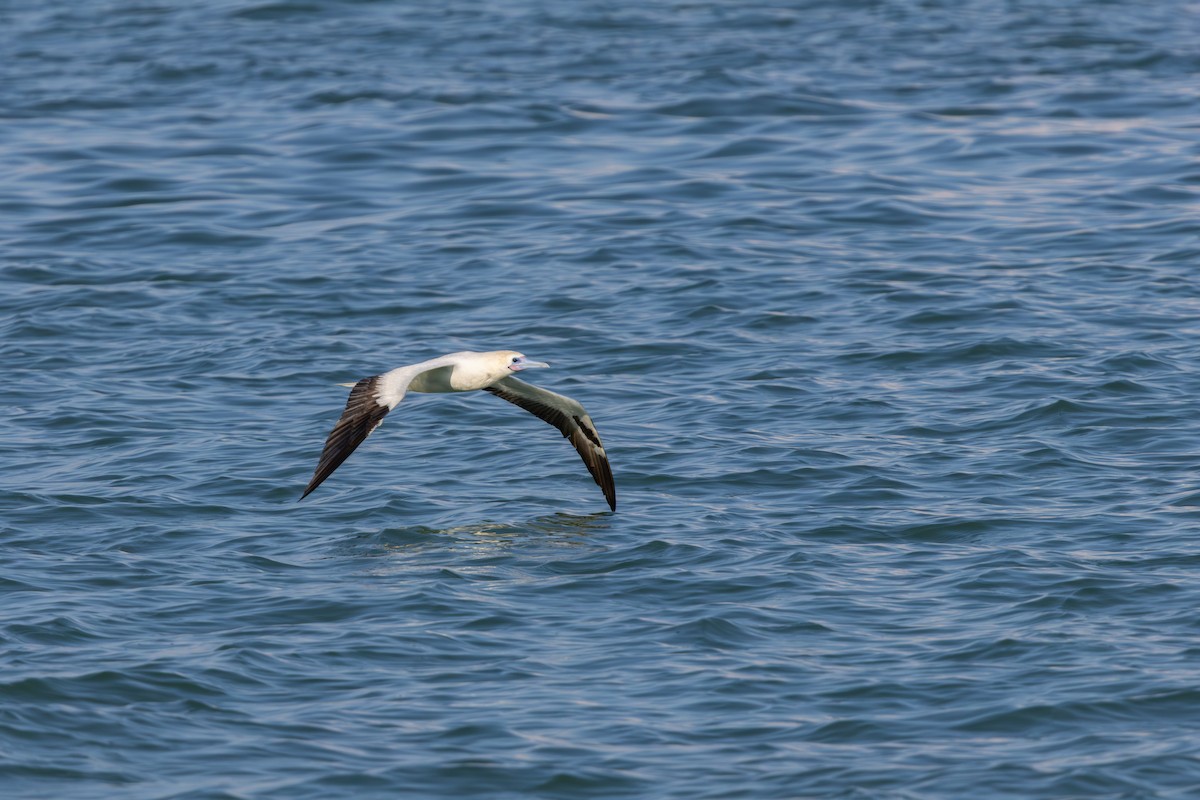 Rotfußtölpel - ML645884532