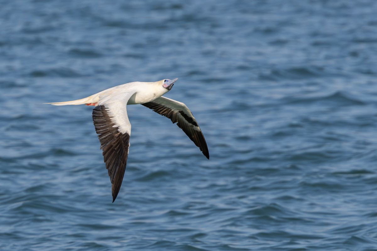 Rotfußtölpel - ML645884533