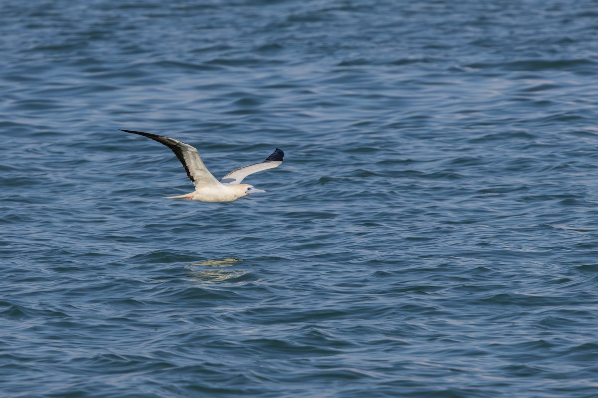 Rotfußtölpel - ML645884534