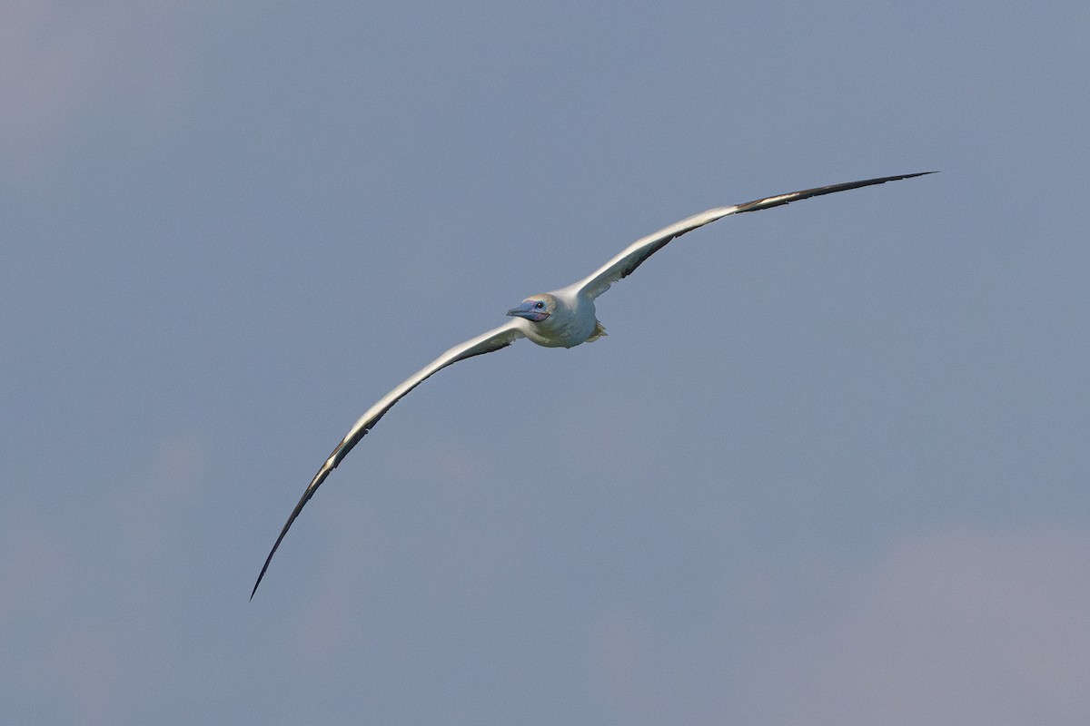 Rotfußtölpel - ML645884535