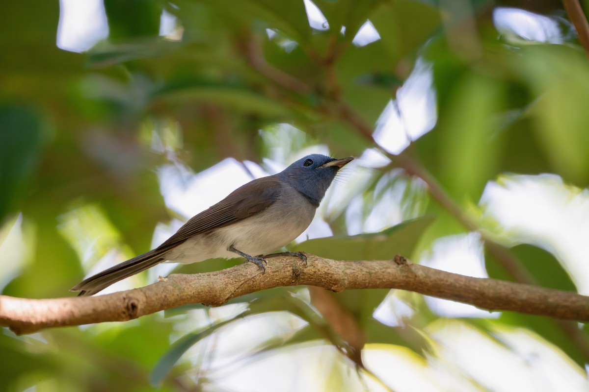 Black-naped Monarch - ML645884539