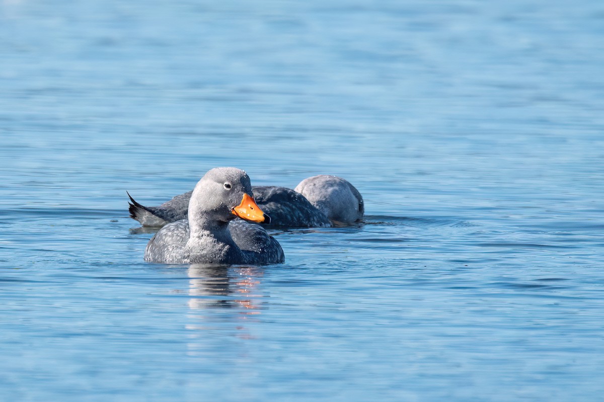 オオフナガモ - ML645884541