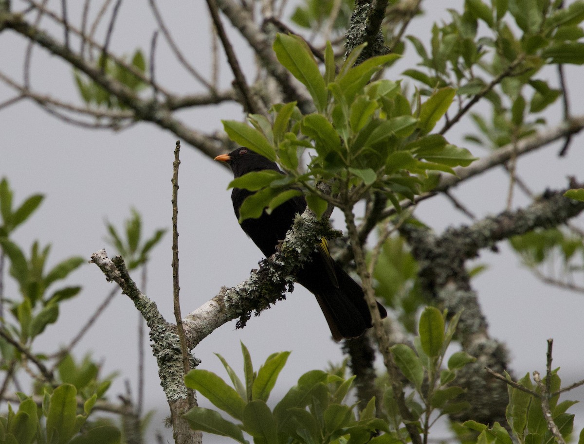 Goldflügelkotinga - ML645884543