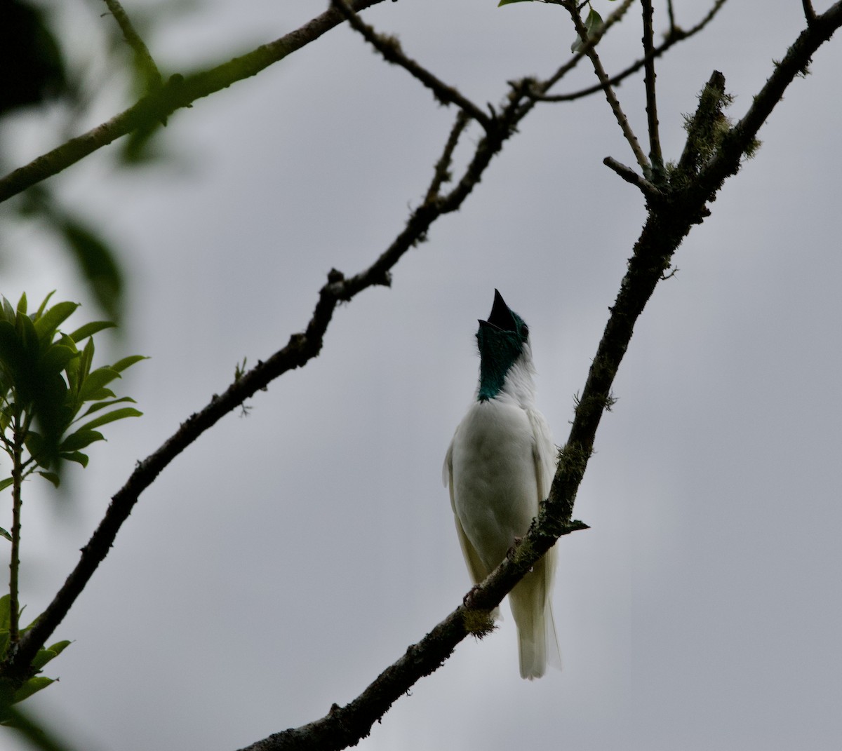 Nacktgesichtkotinga - ML645884547