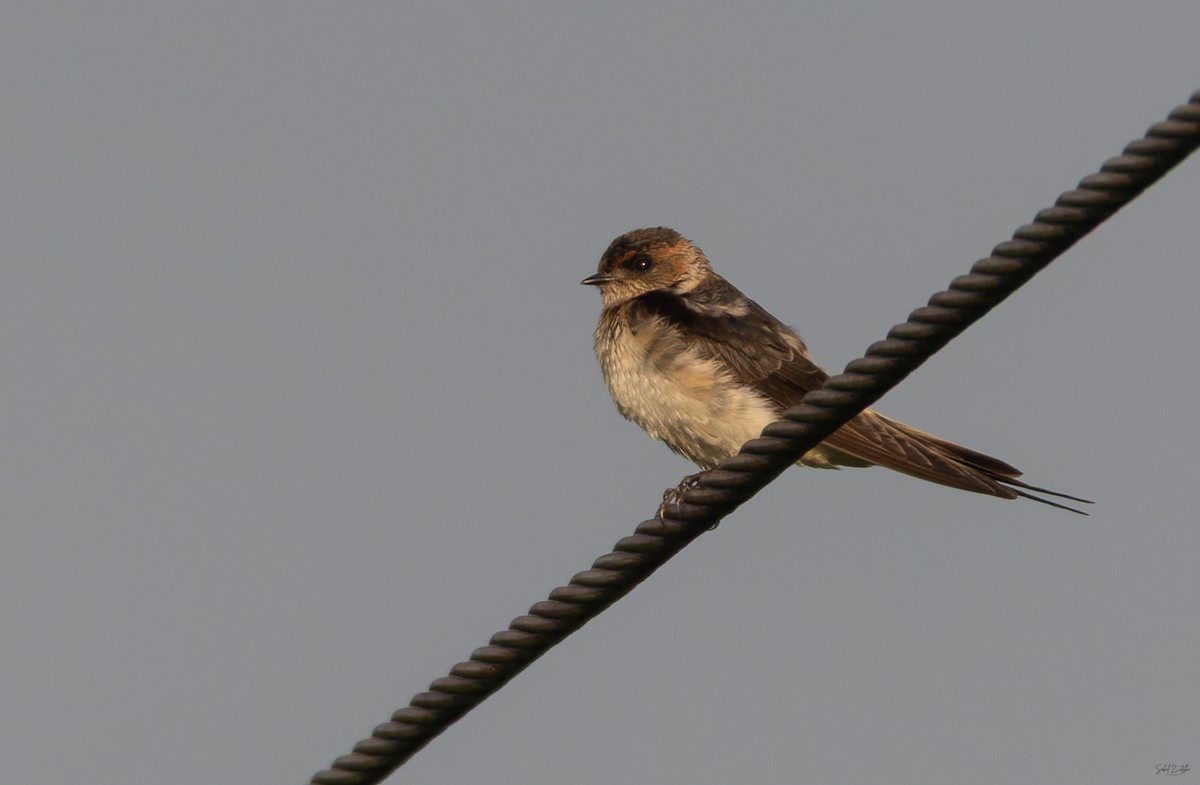 Eastern Red-rumped Swallow (Daurian) - ML645884549