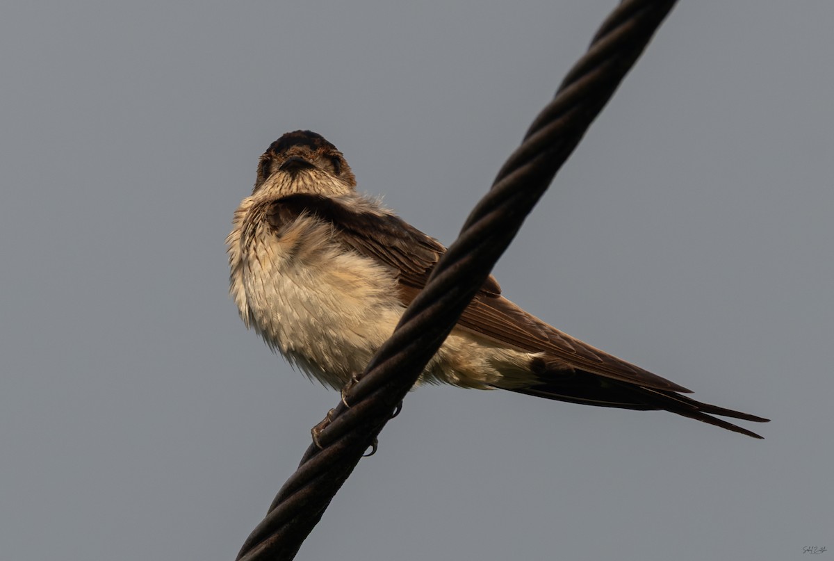 Eastern Red-rumped Swallow (Daurian) - ML645884550