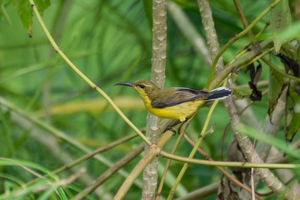 Garden Sunbird - ML645884552