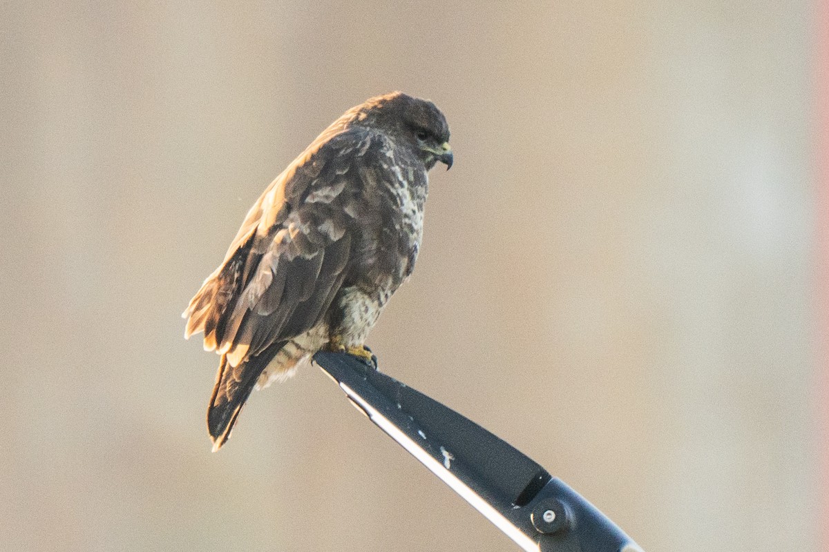 Common Buzzard - ML645884554