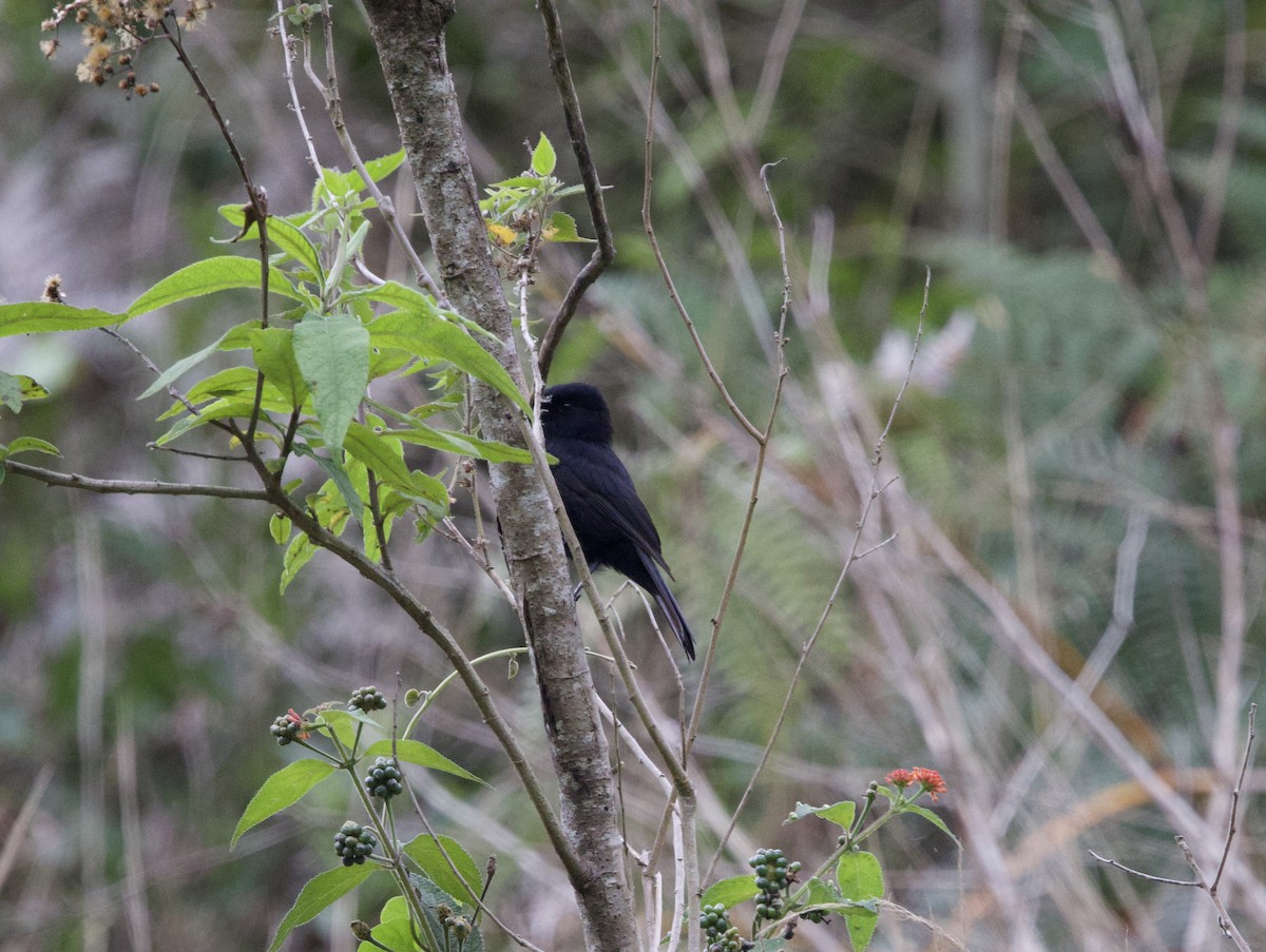 Kurzschopf-Dunkeltyrann - ML645884555