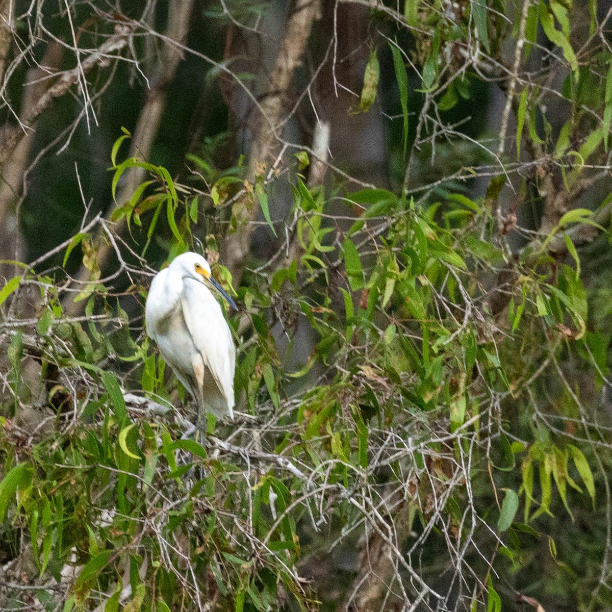 Little Egret - ML645884558