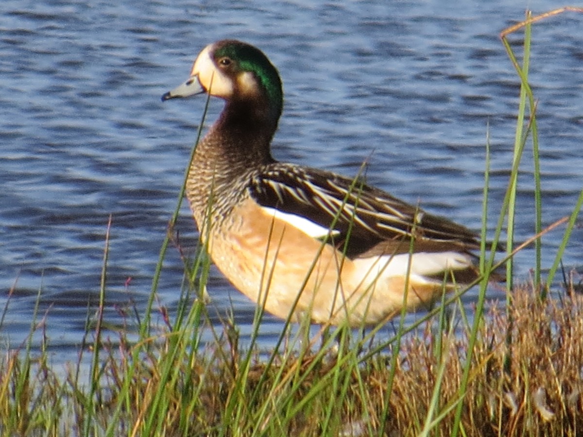 Chiloe Wigeon - ML645884569