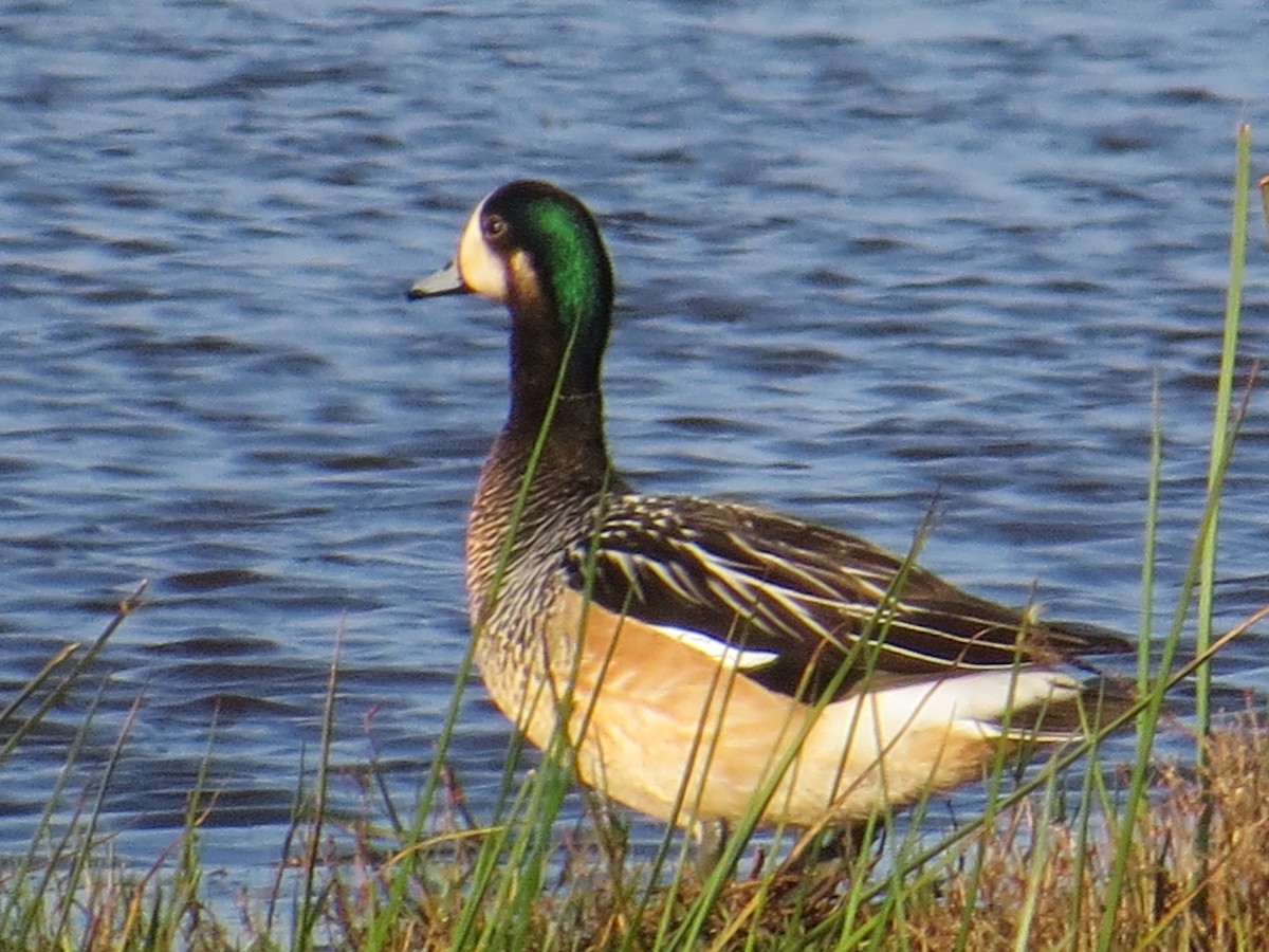 Chiloe Wigeon - ML645884570