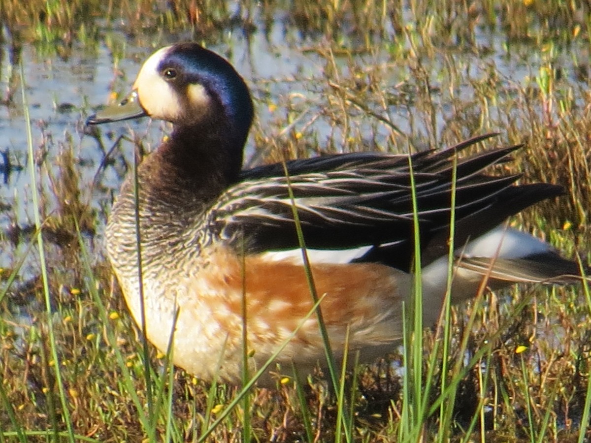 Chiloe Wigeon - ML645884571