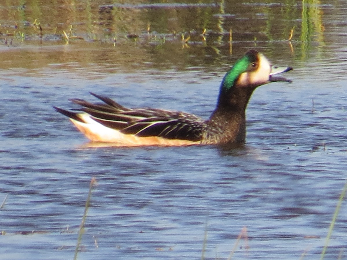Chiloe Wigeon - ML645884572