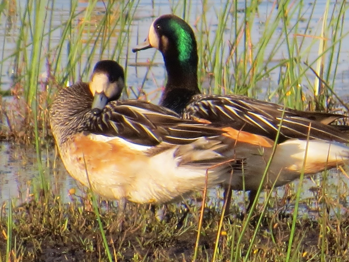 Chiloe Wigeon - ML645884573