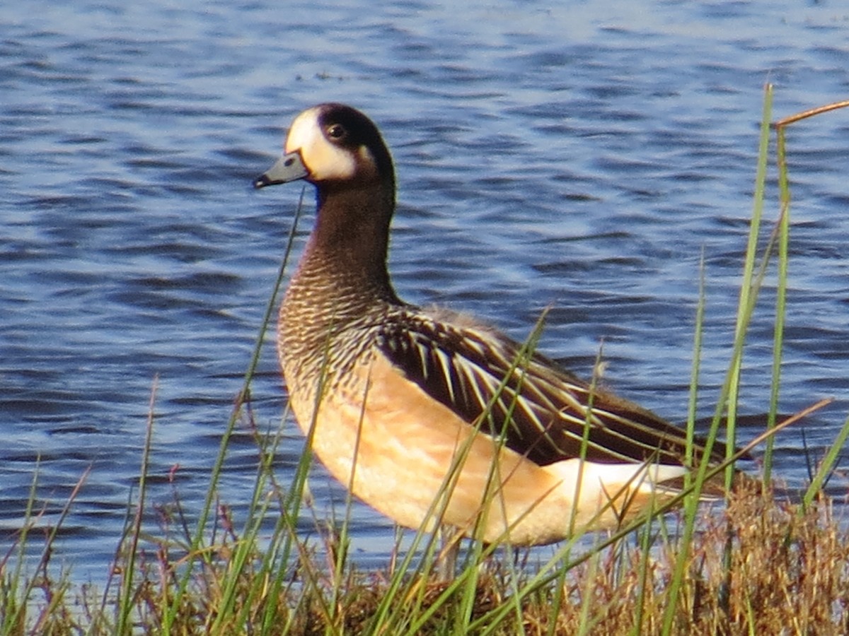 Chiloe Wigeon - ML645884574