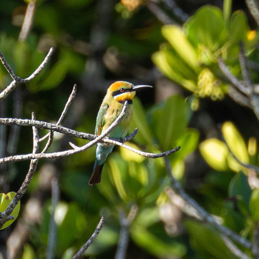 Rainbow Bee-eater - ML645884576