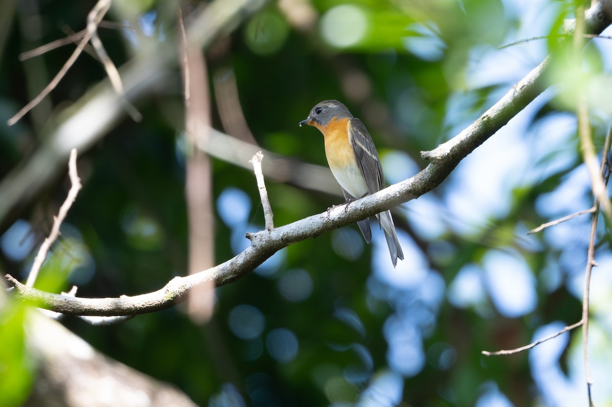 Mugimaki Flycatcher - ML645884577