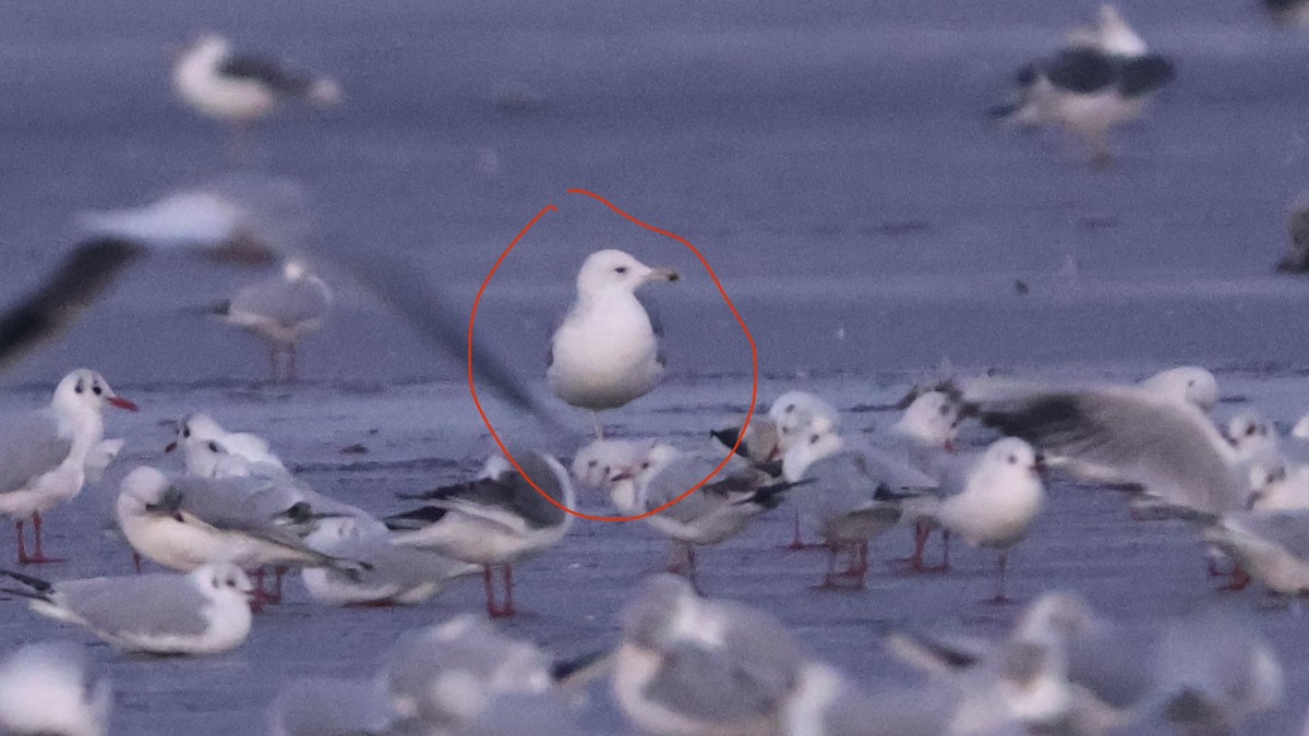 Caspian Gull - ML645884578