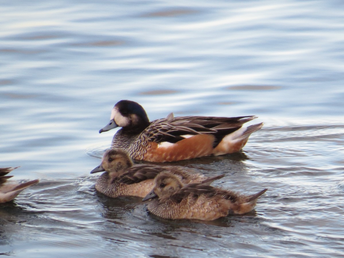 Chiloe Wigeon - ML645884579