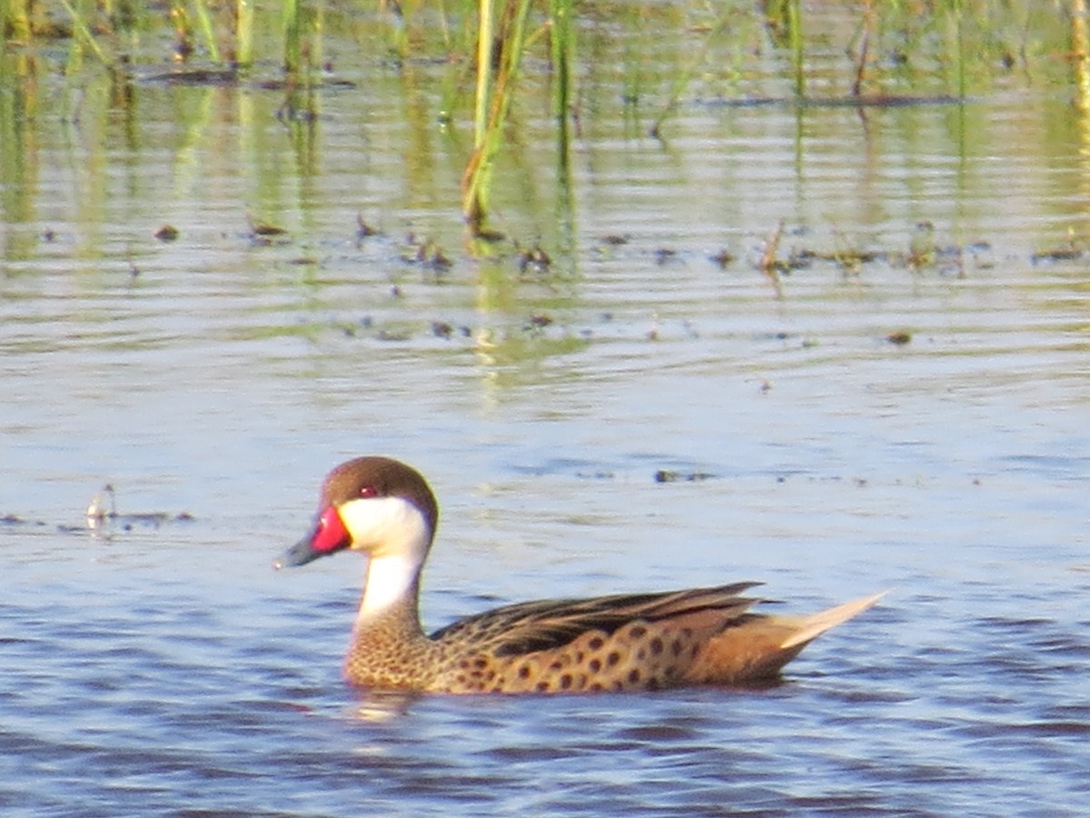 White-cheeked Pintail - ML645884580