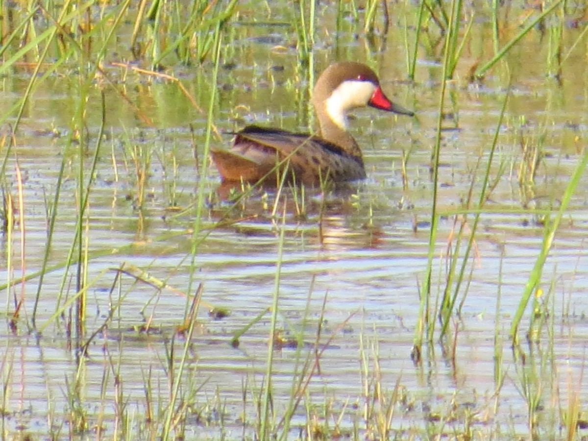White-cheeked Pintail - ML645884581