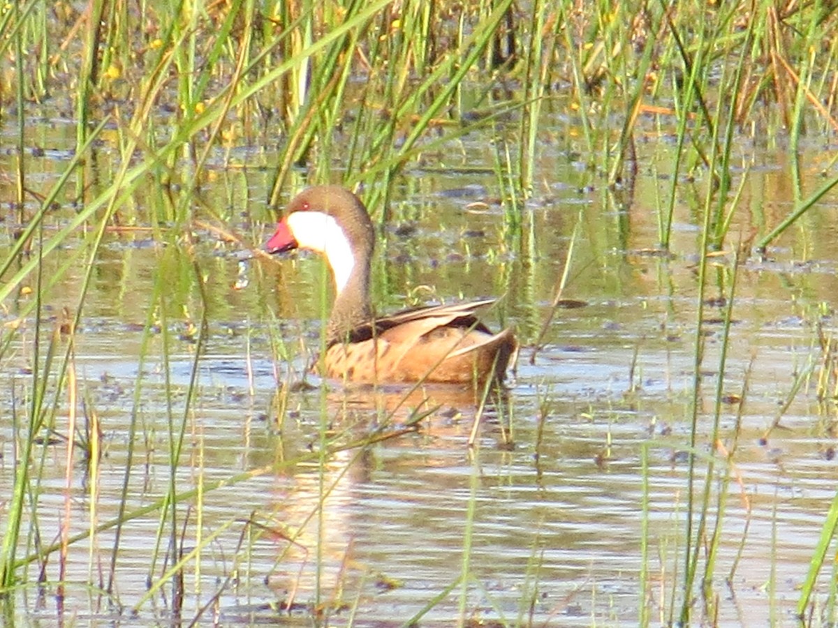 White-cheeked Pintail - ML645884582