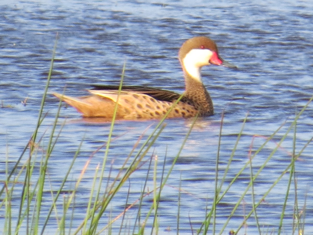 White-cheeked Pintail - ML645884583