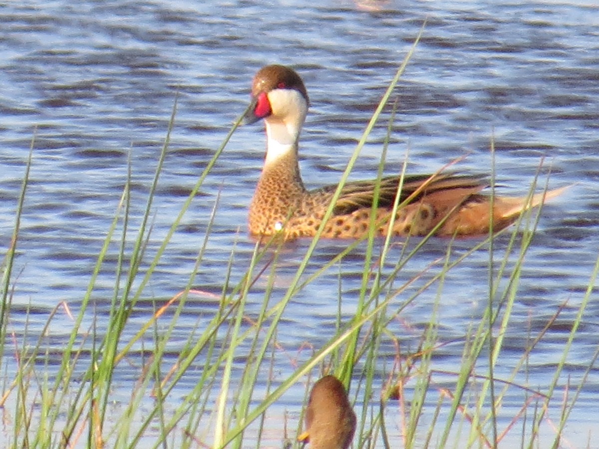White-cheeked Pintail - ML645884584