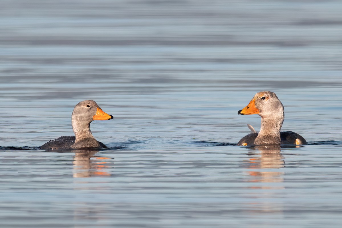 オオフナガモ - ML645884587