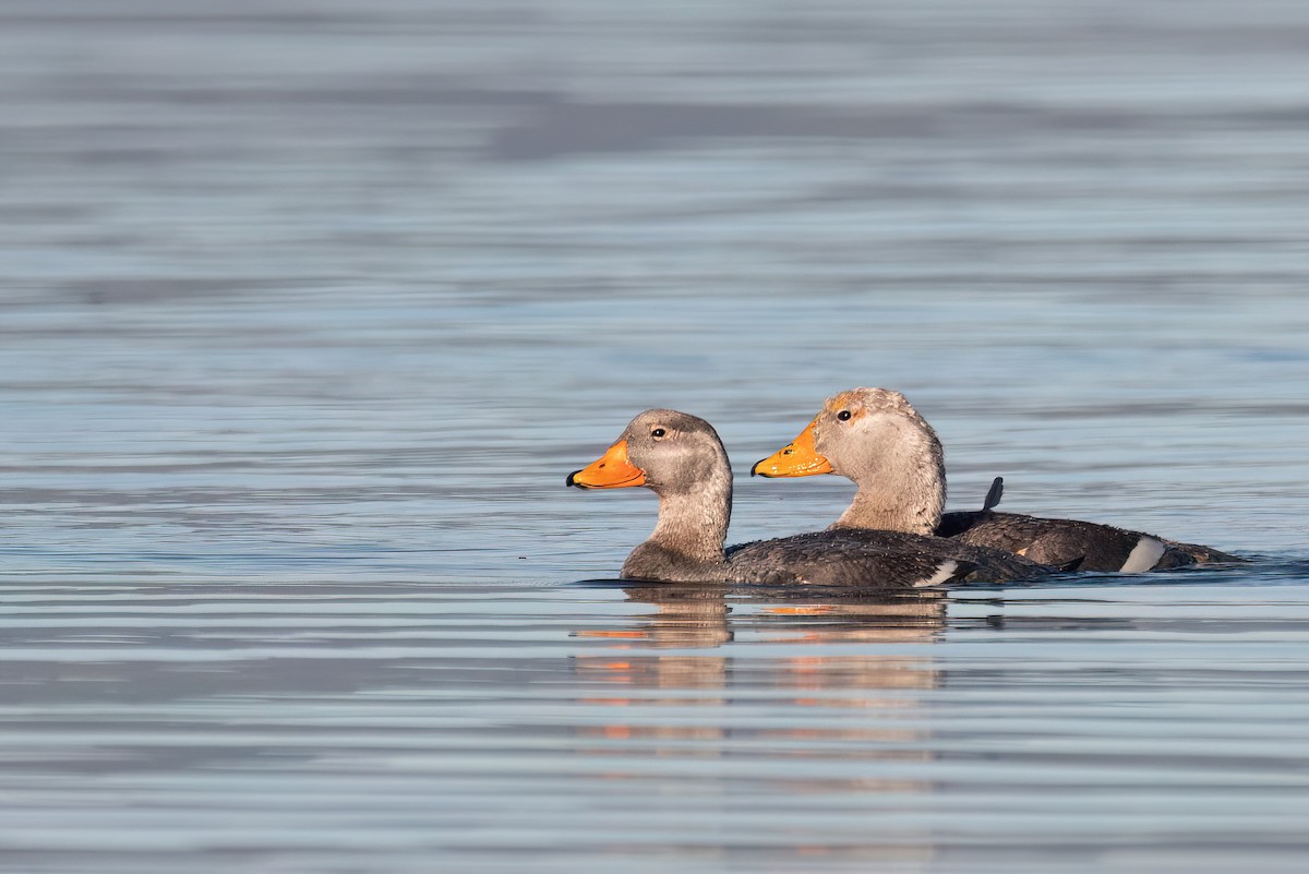 オオフナガモ - ML645884588