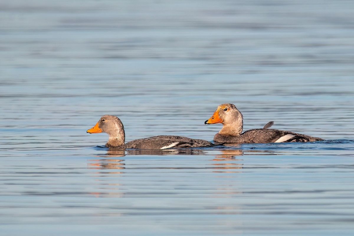 オオフナガモ - ML645884589