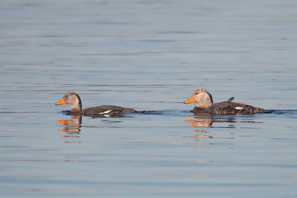 オオフナガモ - ML645884590