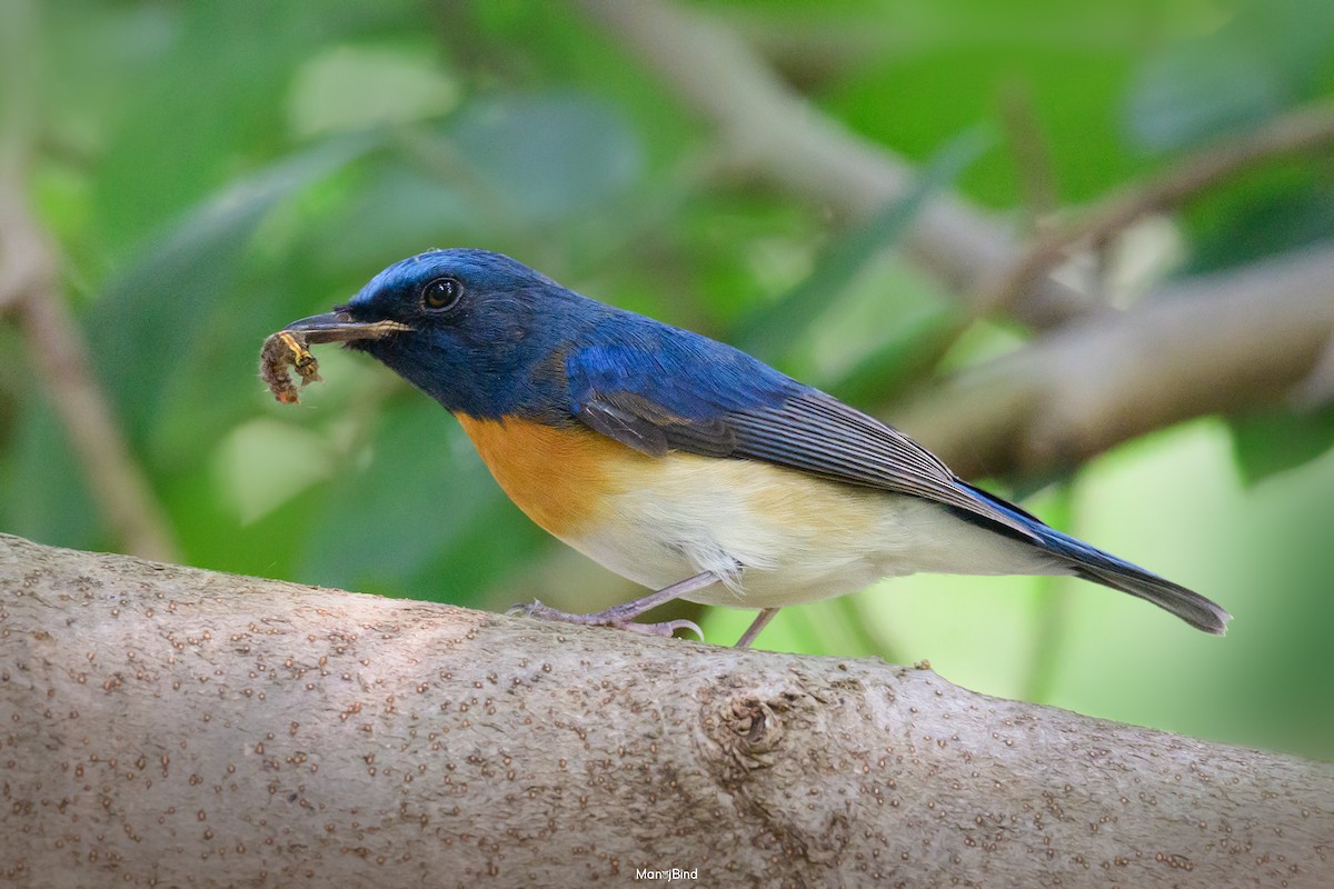 Blue-throated Flycatcher - ML645884591