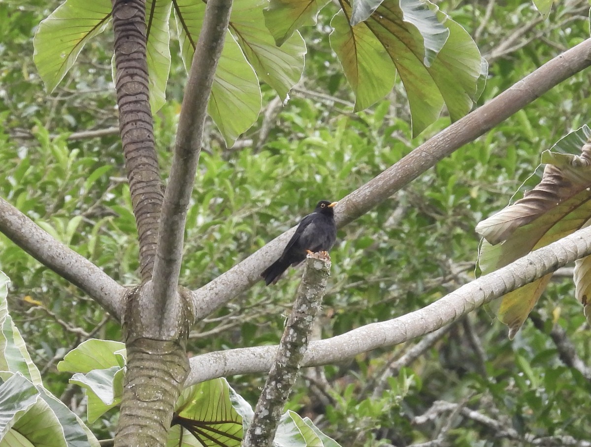 Yellow-legged Thrush - ML645884593