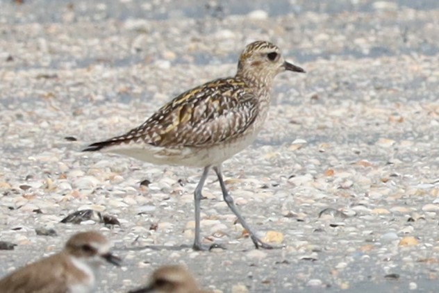 Pacific Golden-Plover - ML645884594