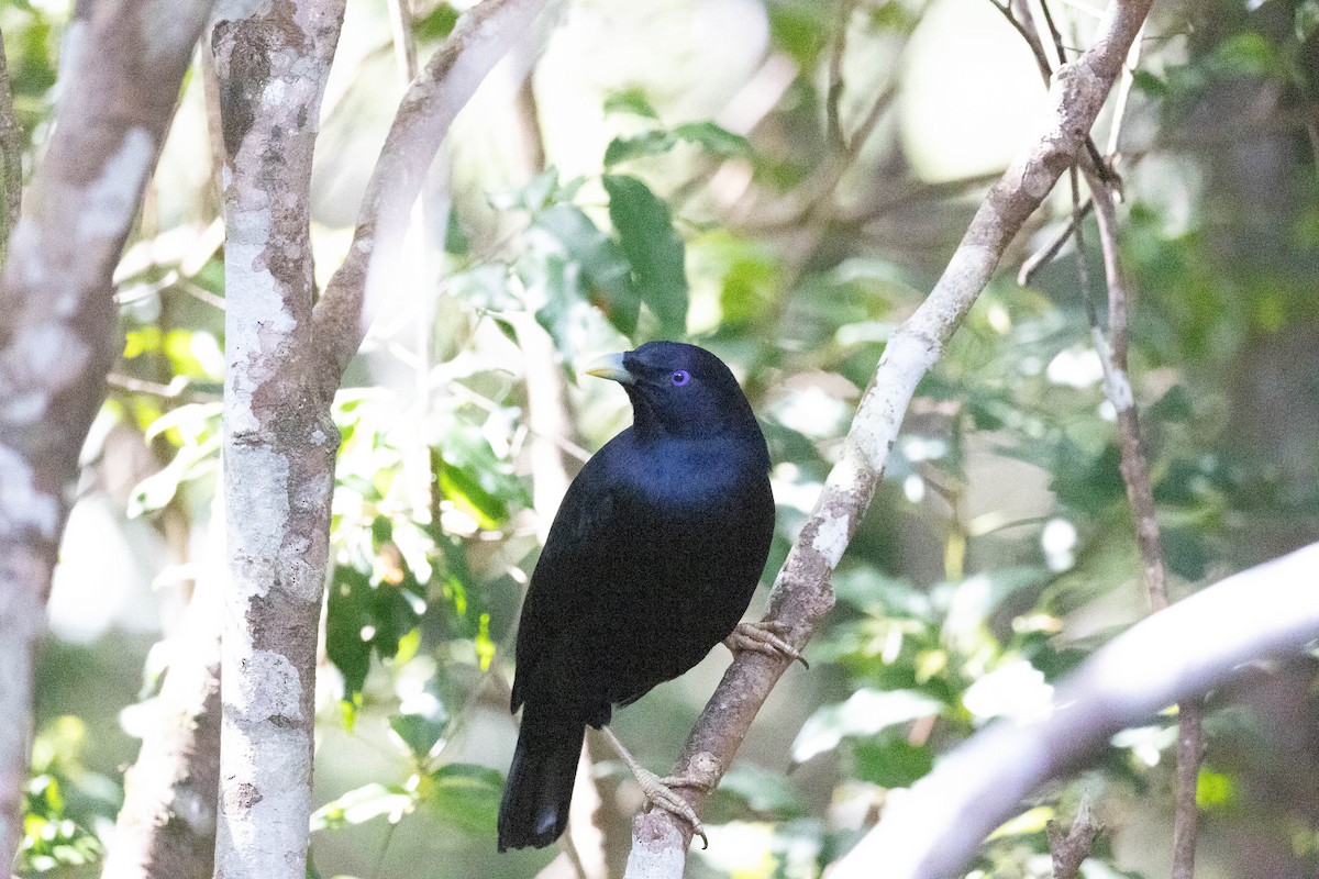 Satin Bowerbird - ML645884598