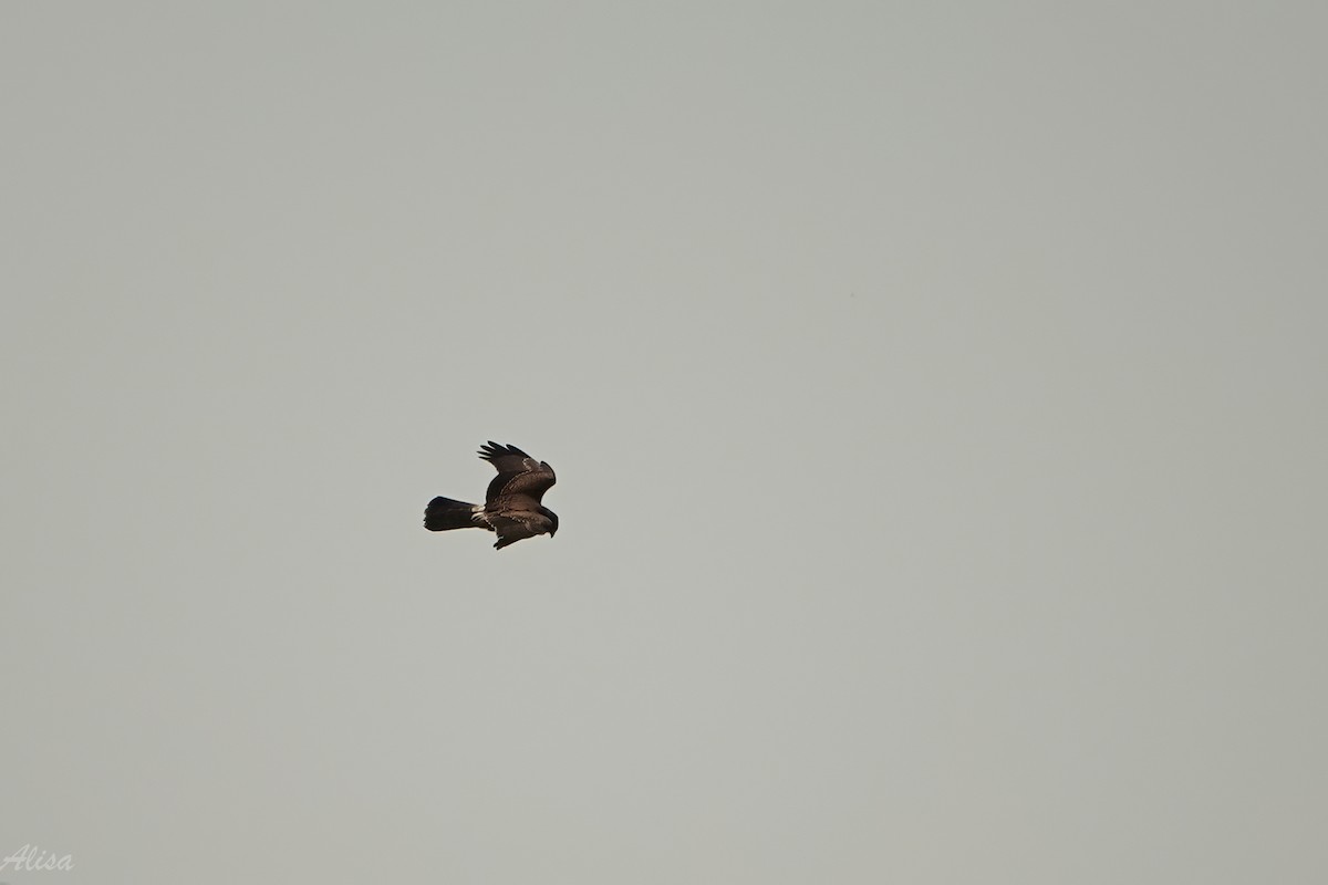 Pied Harrier - ML645884599