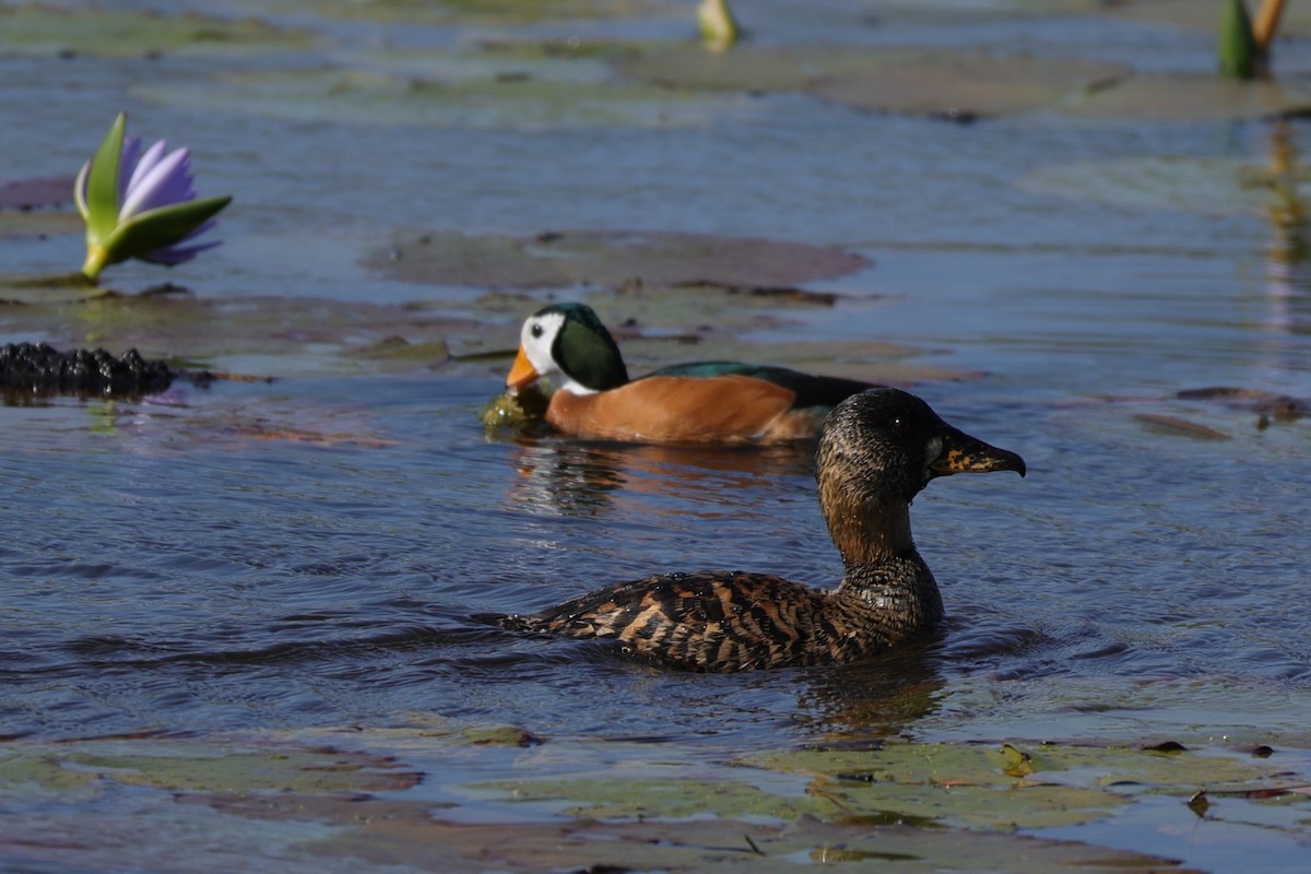 White-backed Duck - ML645884602