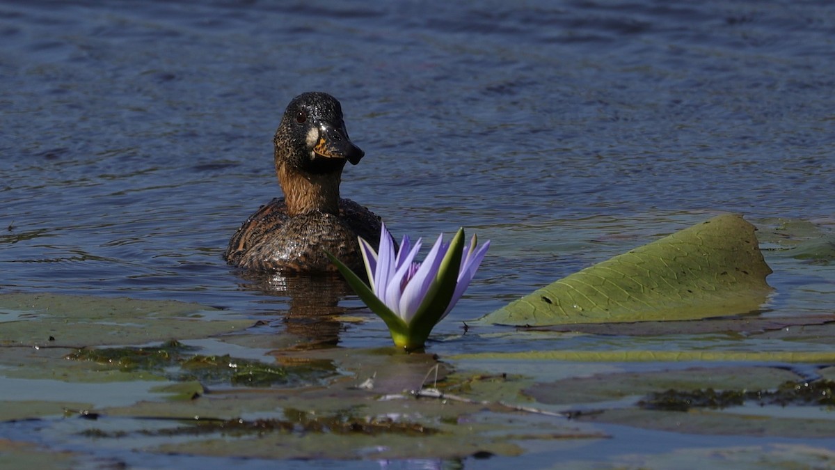 White-backed Duck - ML645884604