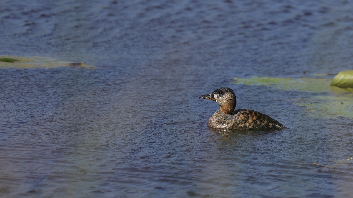 White-backed Duck - ML645884605