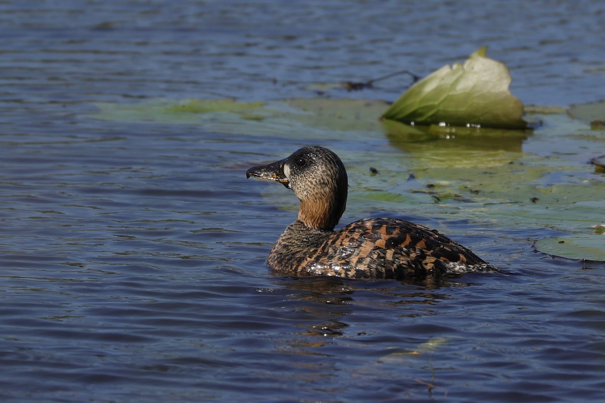 White-backed Duck - ML645884606